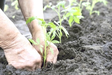 Fermierii bio au 60 de zile pentru a cere ajutor de minimis